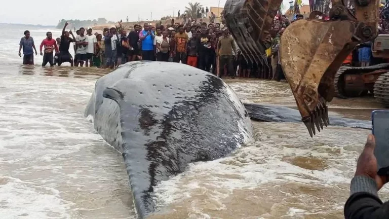 Moanda : l’ICCN interdit toute consommation de la viande de la baleine retrouvée morte