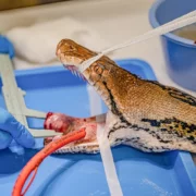 Une python nommé Jodie Foster reçoit un traitement contre le cancer au zoo de Chester