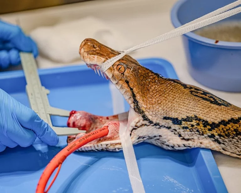 Une python nommé Jodie Foster reçoit un traitement contre le cancer au zoo de Chester