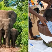 Un éléphant attaque un jeune homme de 29 ans en Côte d’Ivoire, mise en garde du ministère