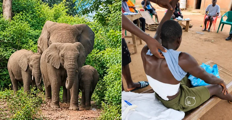 Un éléphant attaque un jeune homme de 29 ans en Côte d’Ivoire, mise en garde du ministère