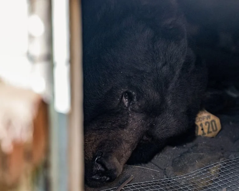 Un ours populaire à Los Angeles revient vivre sous une maison à Altadena