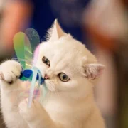 Plus de 200 félins se sont affrontés lors des Feline Oscars à Bucarest