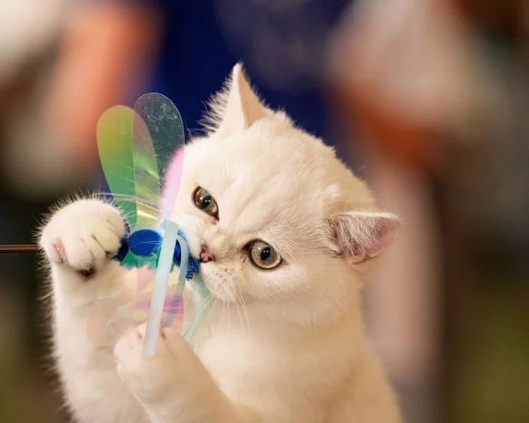 Plus de 200 félins se sont affrontés lors des Feline Oscars à Bucarest