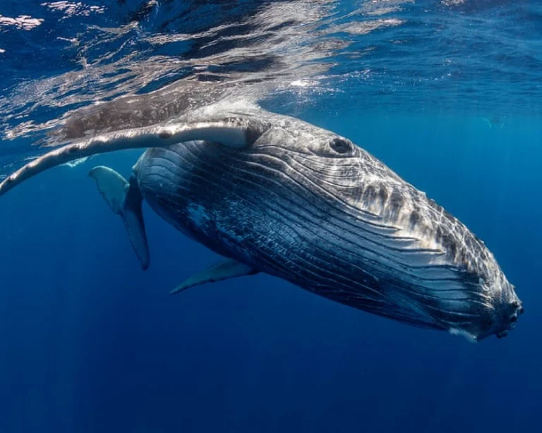 La recherche australienne explore si les baleines vivent des émotions et du chagrin