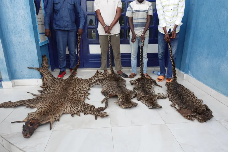 Congo : Audience prévue pour sept suspects de trafic de peaux de panthère à Ewo