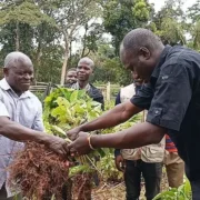 La Dot Kibali remet 62.000 plantules de caféier pour diversifier l&rsquo;économie du Haut-Uélé