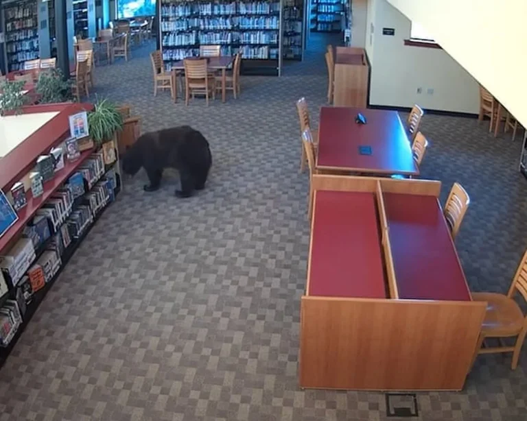 Un ours noir fait irruption dans une bibliothèque en Californie pour se régaler de collations
