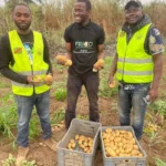 FRICO AGRI réalise sa première récolte de pommes de terre industrielles au Kongo Central