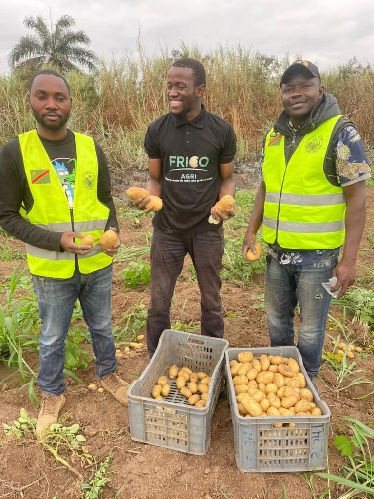 FRICO AGRI réalise sa première récolte de pommes de terre industrielles au Kongo Central