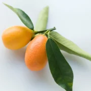 La tradition de la confiture de cumquats renoue les liens familiaux malgré un foyer réduit