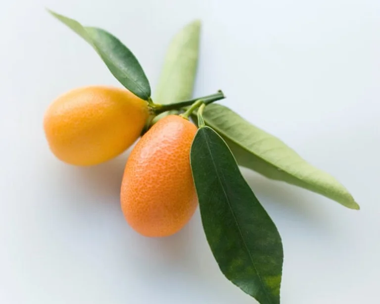 La tradition de la confiture de cumquats renoue les liens familiaux malgré un foyer réduit