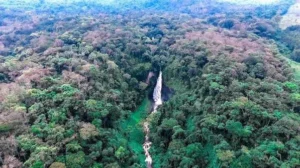 Sud-Kivu : Kahuzi-Biega, le refuge du plus grand primate du monde