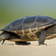 Une tortue centenaire pourrait révéler des secrets sur le vieillissement humain