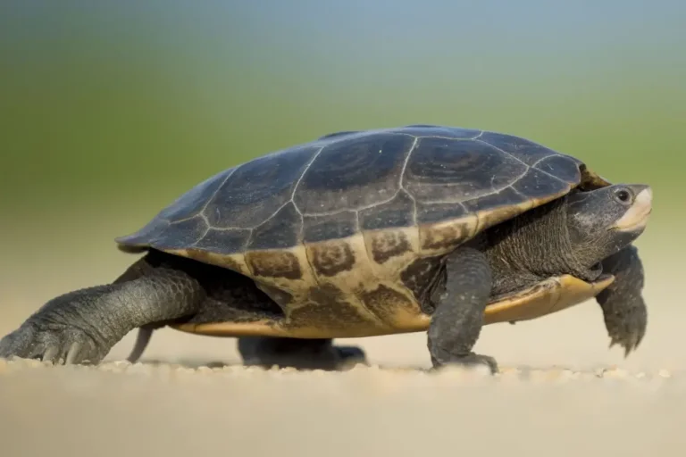 Une tortue centenaire pourrait révéler des secrets sur le vieillissement humain