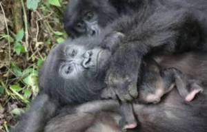 Virunga : un nouveau bébé gorille naît chez les Bageni, la plus grande famille du parc