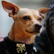 Un chihuahua nommé Comando devient la plus petite recrue de la Garde nationale mexicaine