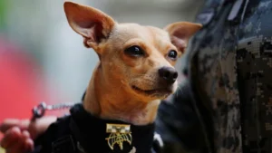 Un chihuahua nommé Comando devient la plus petite recrue de la Garde nationale mexicaine
