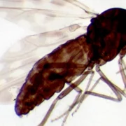 Un premier cas humain du virus Shamonda signalé en France : enquête et surveillance renforcée