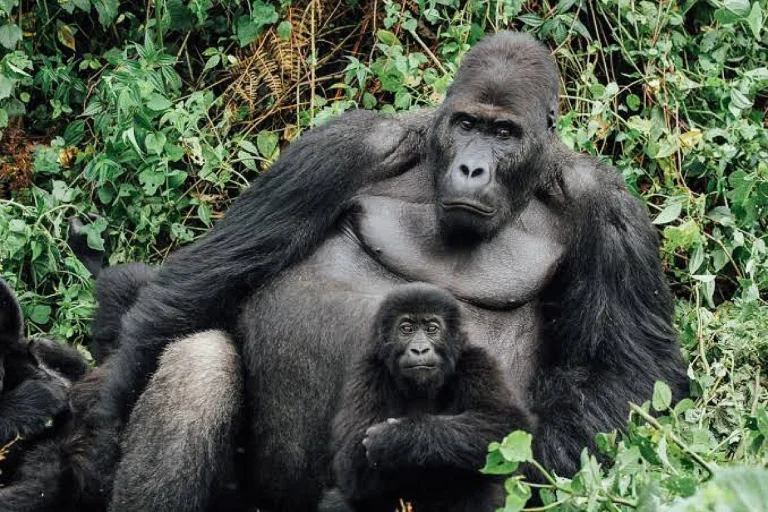 Kahuzi-Biega : le parc du Sud-Kivu où vit le gorille de Grauer
